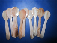  Seashell Spoon